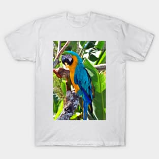 Macaw Parrot Yellow And Blue Bird T-Shirt